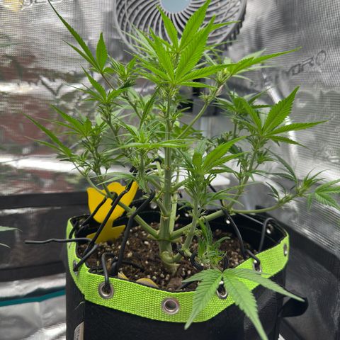 Highdi  growlog timeline photo