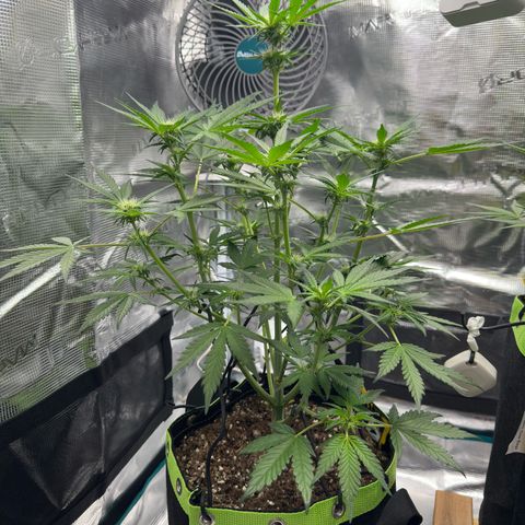 Highdu  growlog timeline photo