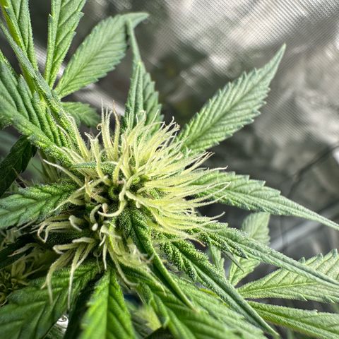 Highdu  growlog timeline photo