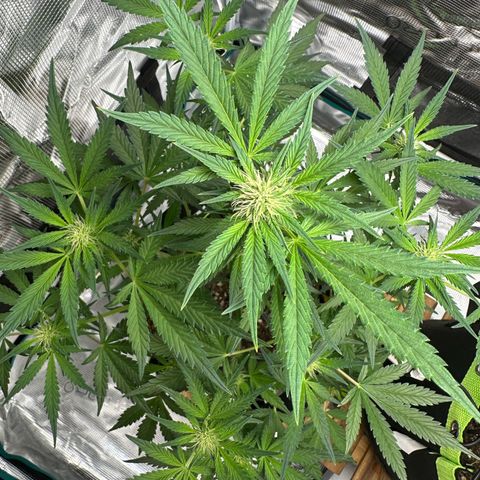Highdu  growlog timeline photo
