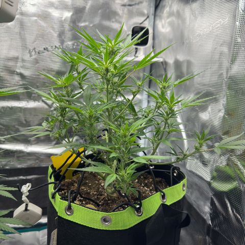 Highdi  growlog timeline photo