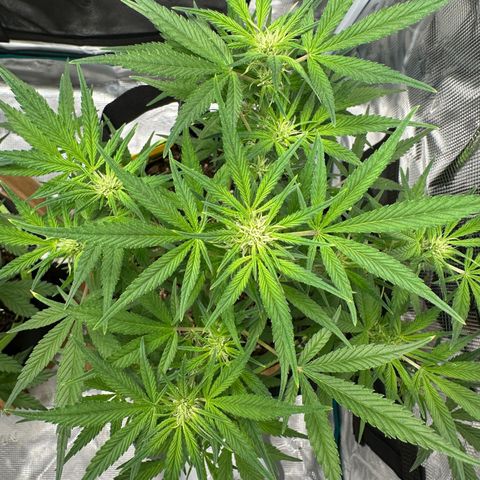 Highdi  growlog timeline photo