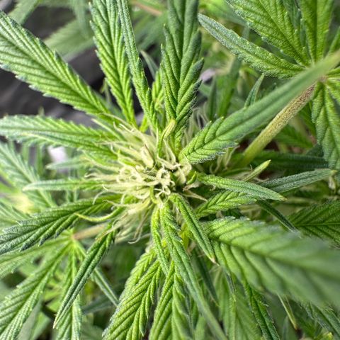 Highdi  growlog timeline photo
