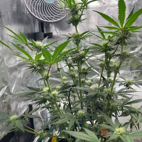 Highdu  growlog timeline photo