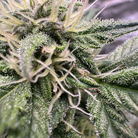 Highdu  growlog timeline photo