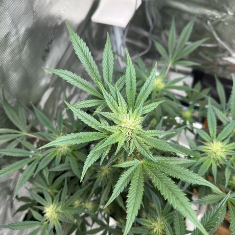 Highdu  growlog timeline photo
