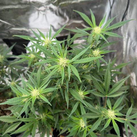 Highdi  growlog timeline photo