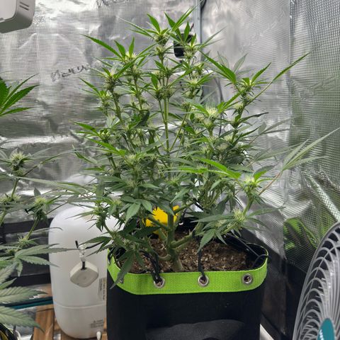 Highdi  growlog timeline photo