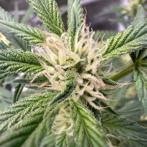 Highdi  growlog timeline photo