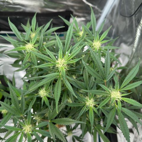Highdi  growlog timeline photo