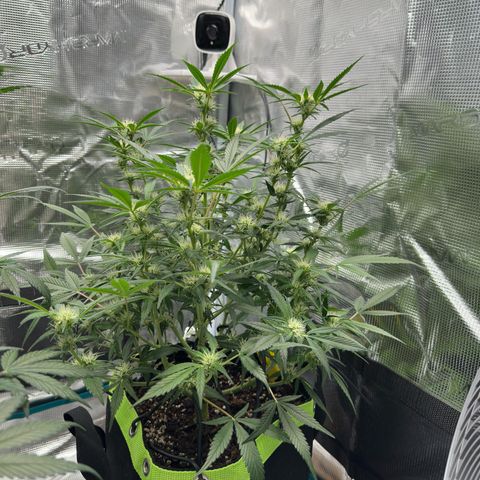 Highdi  growlog timeline photo