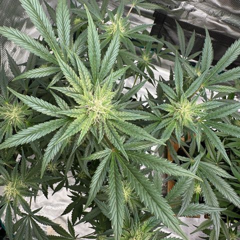 Highdu  growlog timeline photo