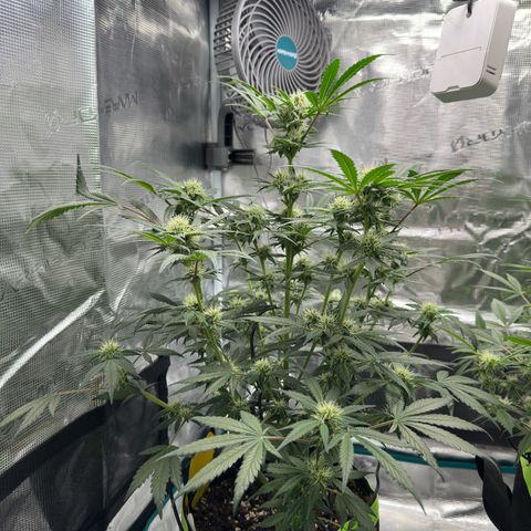 Highdu  growlog timeline photo