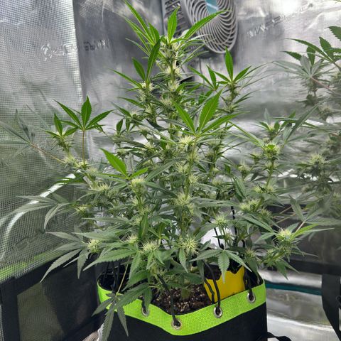 Highdi  growlog timeline photo