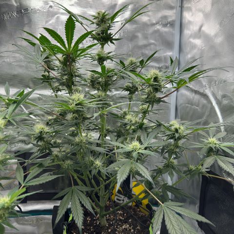 Highdu  growlog timeline photo