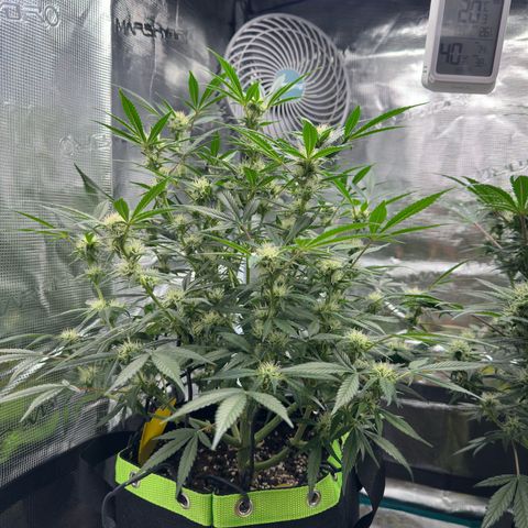 Highdi  growlog timeline photo