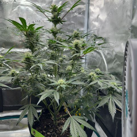 Highdu  growlog timeline photo