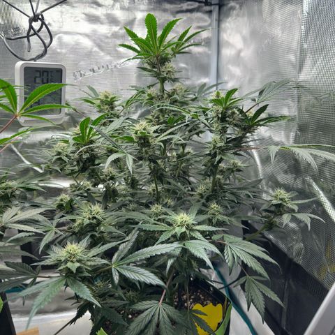 Highdu  growlog timeline photo
