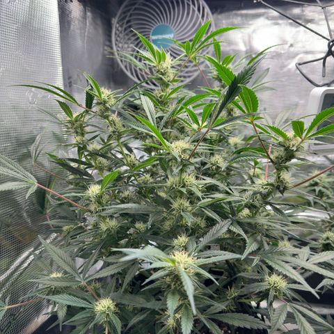 Highdi  growlog timeline photo