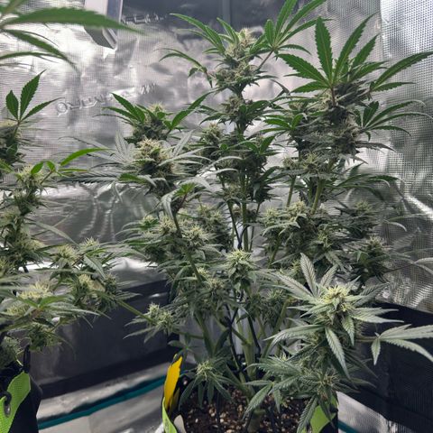 Highdu  growlog timeline photo