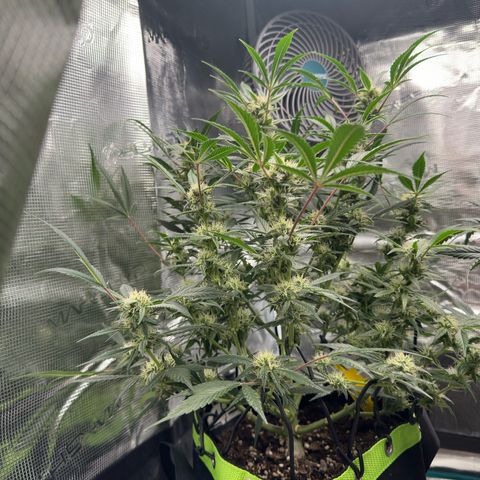 Highdi  growlog timeline photo