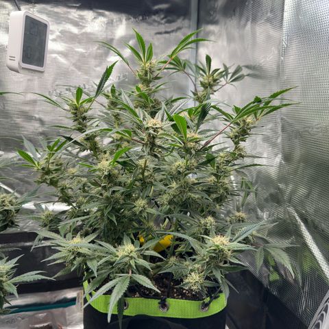 Highdi  growlog timeline photo