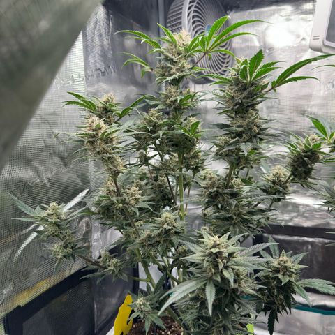 Highdu  growlog timeline photo