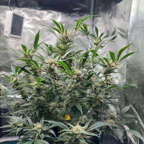 Highdi  growlog timeline photo