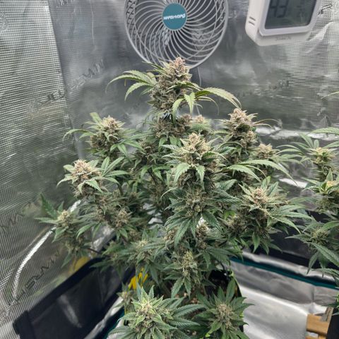 Highdu  growlog timeline photo