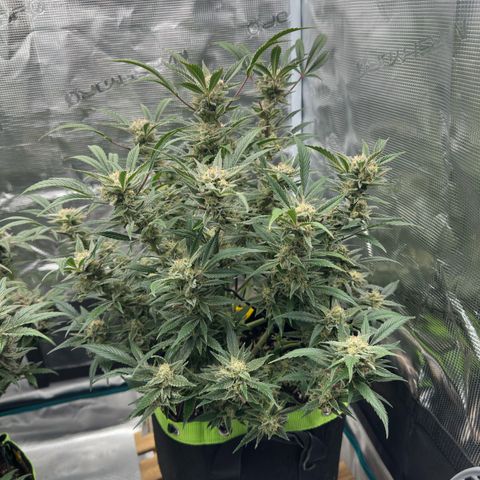 Highdi  growlog timeline photo