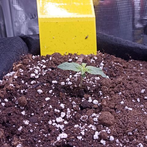 Blueberry Zkittlez Automatic growlog timeline photo