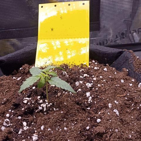 Blueberry Zkittlez Automatic growlog timeline photo