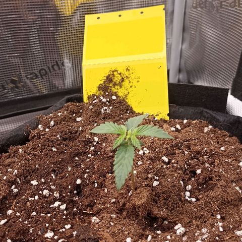 Blueberry Zkittlez Automatic growlog timeline photo