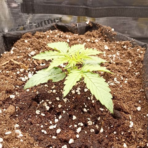 Blueberry Zkittlez Automatic growlog timeline photo