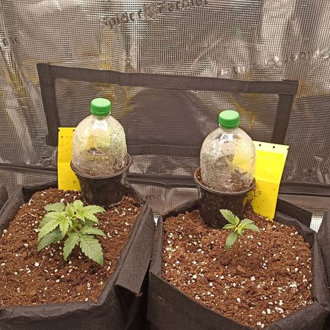 Blueberry Zkittlez Automatic growlog timeline photo