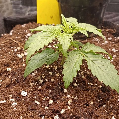 Blueberry Zkittlez Automatic growlog timeline photo