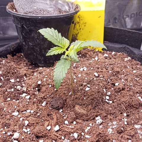 Blueberry Zkittlez Automatic growlog timeline photo