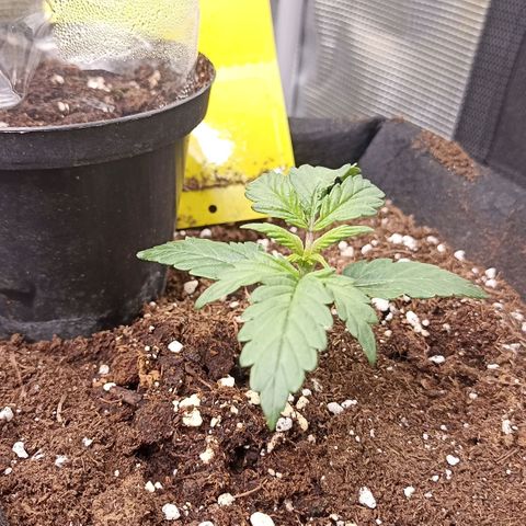 Blueberry Zkittlez Automatic growlog timeline photo