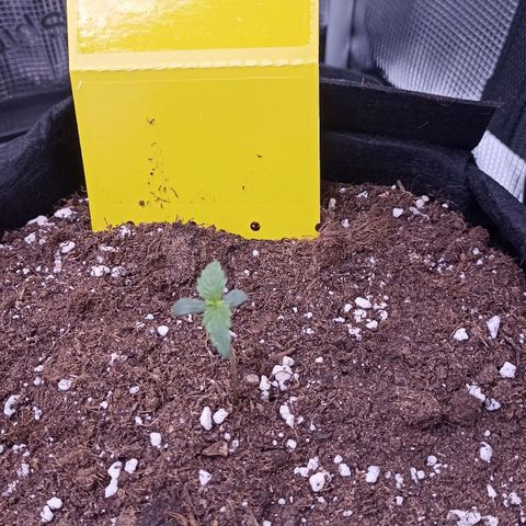 Blueberry Zkittlez Automatic growlog photo