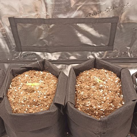 Blueberry Zkittlez Automatic growlog timeline photo