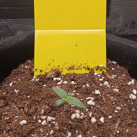Blueberry Zkittlez Automatic growlog timeline photo