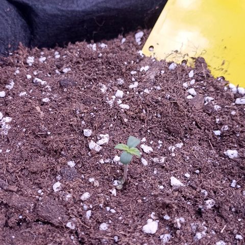 Blueberry Zkittlez Automatic growlog timeline photo