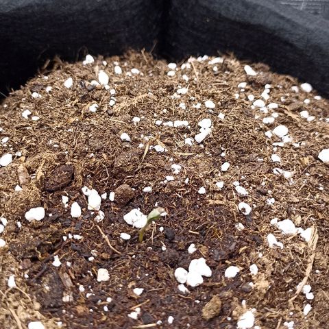 Blueberry Zkittlez Automatic growlog photo