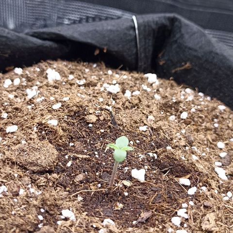 Blueberry Zkittlez Automatic growlog photo