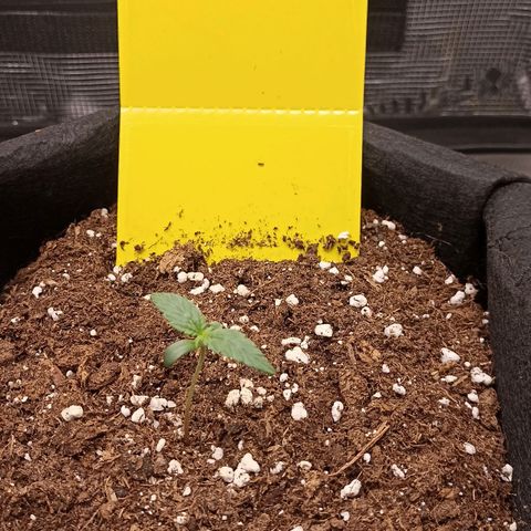 Blueberry Zkittlez Automatic growlog timeline photo