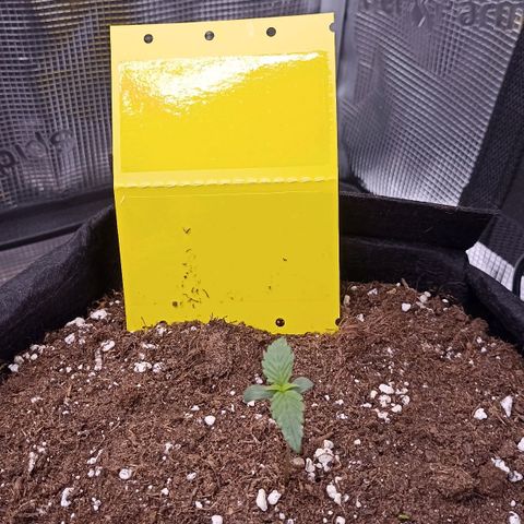 Blueberry Zkittlez Automatic growlog timeline photo