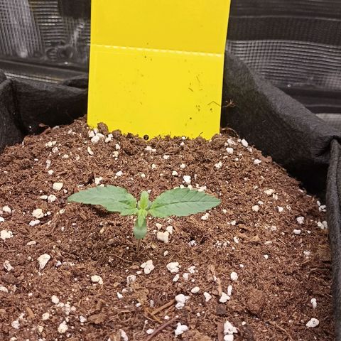 Blueberry Zkittlez Automatic growlog timeline photo