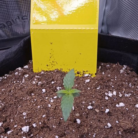 Blueberry Zkittlez Automatic growlog timeline photo
