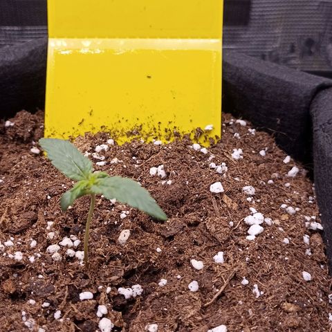 Blueberry Zkittlez Automatic growlog timeline photo
