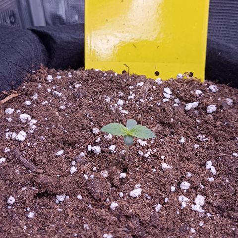 Blueberry Zkittlez Automatic growlog timeline photo